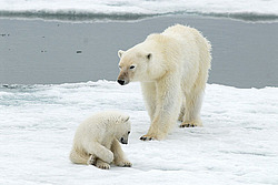 ����� ������� (Ursus maritimus) �������