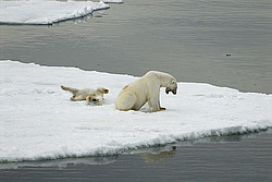 ����� ������� (Ursus maritimus) �������