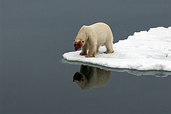 ����� ������� (Ursus maritimus) �������