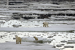 ����� ������� (Ursus maritimus) �������