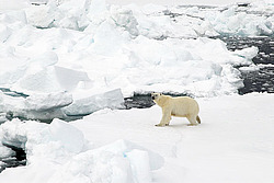 ����� ������� (Ursus maritimus) �������