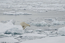 ����� ������� (Ursus maritimus) �������