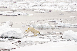 ����� ������� (Ursus maritimus) �������