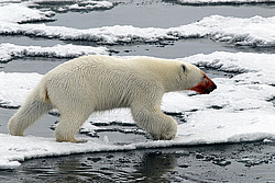 ����� ������� (Ursus maritimus) �������