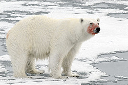 ����� ������� (Ursus maritimus) �������
