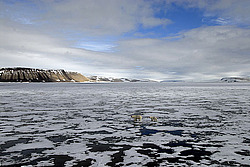 ����� ������� (Ursus maritimus) �������