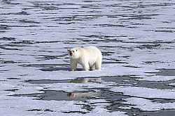 ����� ������� (Ursus maritimus) �������