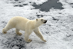 ����� ������� (Ursus maritimus) �������