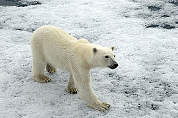 ����� ������� (Ursus maritimus) �������
