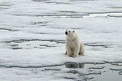 ����� ������� (Ursus maritimus) �������