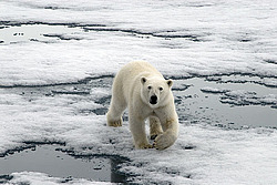 ����� ������� (Ursus maritimus) �������