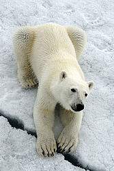 ����� ������� (Ursus maritimus) �������