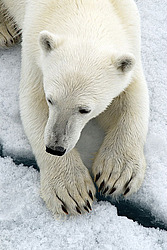 ����� ������� (Ursus maritimus) �������