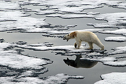 ����� ������� (Ursus maritimus) �������