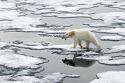 ����� ������� (Ursus maritimus) �������