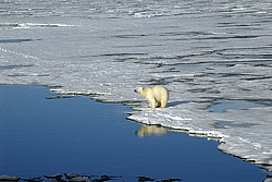 ����� ������� (Ursus maritimus) �������