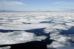 ����� ������� (Ursus maritimus) �������