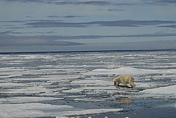 ����� ������� (Ursus maritimus) �������
