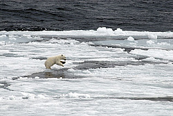 ����� ������� (Ursus maritimus) �������