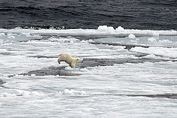 ����� ������� (Ursus maritimus) �������