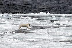 ����� ������� (Ursus maritimus) �������