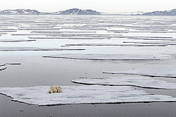 ����� ������� (Ursus maritimus) �������