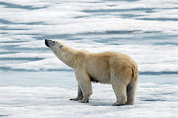 ����� ������� (Ursus maritimus) �������