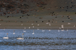 ��������, ������