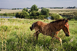 �������� ������ (Equus ferus caballus). �������� ����. ����� ������� ��� �������� � ���. ���� ������������, �������� �������