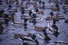 �����, �����