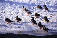 �����, �����