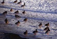 �����, �����