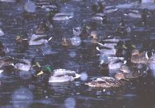 �����, �����