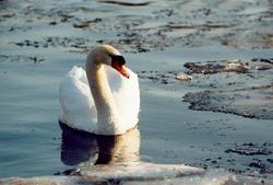 �����, �����