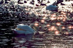 �����, �����