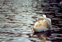 �����, �����