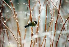 �����, �����