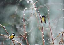 �����, �����