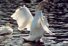 �����, �����