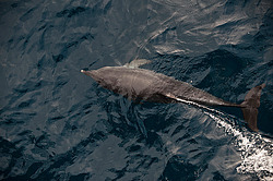 ������������ �������� ����� 