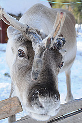  ����������� ��������. �������. �������� �����. 