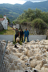 ����, ������