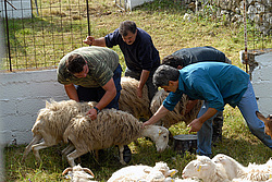 ����, ������