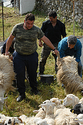 ����, ������