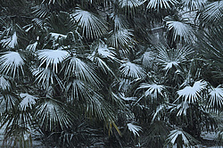 ����� ����