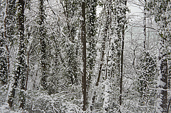 ����� ����