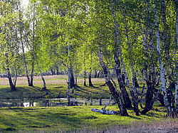 �����  �������, ����������� �������