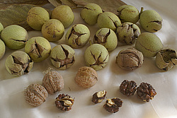 ��������� ������ � ����� (�������), ����������, ������� ����