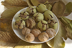 ��������� ������ � ����� (�������), ����������, ������� ����