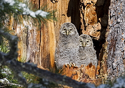 ������������� ������� (Strix uralensis) �����, ������